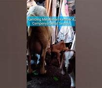 Kambing Melahirkan Kembar 5 Umur Berapa